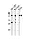 SET And MYND Domain Containing 2 antibody, MBS9212374, MyBioSource, Western Blot image 