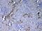 Epidermal Growth Factor antibody, A00378-1, Boster Biological Technology, Immunohistochemistry frozen image 