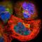 Chromobox 4 antibody, NBP1-83225, Novus Biologicals, Immunofluorescence image 