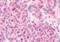 Hydroxycarboxylic acid receptor 1 antibody, MBS247904, MyBioSource, Immunohistochemistry frozen image 