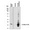 Interleukin-36 alpha antibody, AF1078, R&D Systems, Western Blot image 