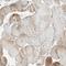 Nicalin antibody, NBP1-81002, Novus Biologicals, Immunohistochemistry frozen image 