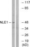 Notchless Homolog 1 antibody, abx014667, Abbexa, Western Blot image 