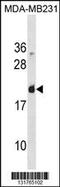 Galectin 7B antibody, 60-655, ProSci, Western Blot image 