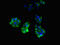 Perilipin 4 antibody, CSB-PA822286HA01HU, Cusabio, Immunofluorescence image 