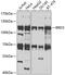 Bromodomain Containing 3 antibody, 18-597, ProSci, Western Blot image 