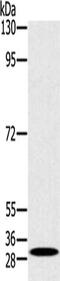 RAB27A, Member RAS Oncogene Family antibody, CSB-PA946810, Cusabio, Western Blot image 