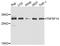 TNF Superfamily Member 14 antibody, LS-B15392, Lifespan Biosciences, Western Blot image 