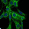 Actin Alpha 2, Smooth Muscle antibody, LS-C813977, Lifespan Biosciences, Immunofluorescence image 