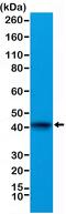 Actin Alpha Cardiac Muscle 1 antibody, MA5-27887, Invitrogen Antibodies, Western Blot image 