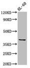 C-C Motif Chemokine Receptor Like 2 antibody, CSB-PA004852LA01HU, Cusabio, Western Blot image 