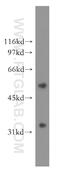 Aldo-Keto Reductase Family 7 Member A3 antibody, 13209-1-AP, Proteintech Group, Western Blot image 