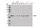 Ariadne RBR E3 Ubiquitin Protein Ligase 2 antibody, 13689S, Cell Signaling Technology, Western Blot image 