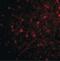 HAP1 antibody, PA5-20377, Invitrogen Antibodies, Immunofluorescence image 
