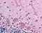 Catechol-O-Methyltransferase antibody, LS-A9769, Lifespan Biosciences, Immunohistochemistry paraffin image 