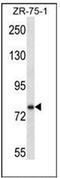 SIM BHLH Transcription Factor 1 antibody, AP53918PU-N, Origene, Western Blot image 