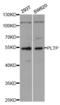 Phospholipid Transfer Protein antibody, A5628, ABclonal Technology, Western Blot image 