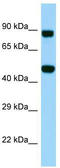 Protein O-Glucosyltransferase 3 antibody, TA334314, Origene, Western Blot image 