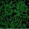Collagen Type IV Alpha 1 Chain antibody, NBP1-97716, Novus Biologicals, Immunohistochemistry frozen image 