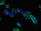 Complexin 1 antibody, LS-C396395, Lifespan Biosciences, Immunofluorescence image 