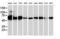 Catalase antibody, LS-B14774, Lifespan Biosciences, Western Blot image 