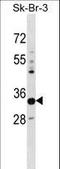 Phytanoyl-CoA Dioxygenase Domain Containing 1 antibody, LS-C163696, Lifespan Biosciences, Western Blot image 