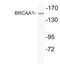 AT-Rich Interaction Domain 4B antibody, LS-C199776, Lifespan Biosciences, Western Blot image 