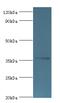 Aldo-Keto Reductase Family 1 Member B10 antibody, MBS1496526, MyBioSource, Western Blot image 