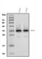 Kallikrein Related Peptidase 3 antibody, A01505-3, Boster Biological Technology, Western Blot image 