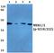 Mitogen-Activated Protein Kinase Kinase 1 antibody, PA5-36823, Invitrogen Antibodies, Western Blot image 