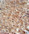 ArfGAP With SH3 Domain, Ankyrin Repeat And PH Domain 3 antibody, LS-C156529, Lifespan Biosciences, Immunohistochemistry frozen image 