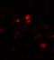 Succinate Dehydrogenase Complex Assembly Factor 1 antibody, A11628, Boster Biological Technology, Immunofluorescence image 