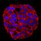 Taxilin Alpha antibody, AF5575, R&D Systems, Immunofluorescence image 