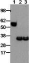 Epstein-Barr Virus Induced 3 antibody, 14-7273-82, Invitrogen Antibodies, Western Blot image 