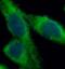 Sestrin-2 antibody, FNab07762, FineTest, Immunofluorescence image 
