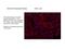 Calcium Voltage-Gated Channel Subunit Alpha1 G antibody, 17821-1-AP, Proteintech Group, Immunofluorescence image 