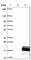 Chromosome 17 Open Reading Frame 64 antibody, HPA044415, Atlas Antibodies, Western Blot image 