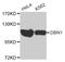 Drebrin 1 antibody, MBS9126440, MyBioSource, Western Blot image 
