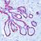 Calponin 1 antibody, MA5-11620, Invitrogen Antibodies, Immunohistochemistry frozen image 