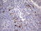 R-Spondin 1 antibody, M02857, Boster Biological Technology, Immunohistochemistry paraffin image 