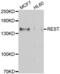 RE1 Silencing Transcription Factor antibody, PA5-77154, Invitrogen Antibodies, Western Blot image 