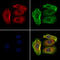Solute Carrier Family 7 Member 5 antibody, GTX03401, GeneTex, Immunofluorescence image 