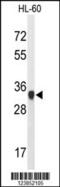 ATP Synthase F1 Subunit Gamma antibody, MBS9215331, MyBioSource, Western Blot image 