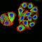 Resistin antibody, orb11332, Biorbyt, Immunofluorescence image 