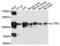 Interleukin 17 Receptor D antibody, PA5-76187, Invitrogen Antibodies, Western Blot image 