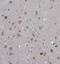 Tau Tubulin Kinase 1 antibody, NBP1-82888, Novus Biologicals, Immunohistochemistry frozen image 