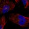 CEP215 antibody, HPA046529, Atlas Antibodies, Immunofluorescence image 