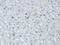 Collagen Type IV Alpha 1 Chain antibody, orb313870, Biorbyt, Immunohistochemistry paraffin image 