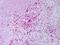 Resistin antibody, orb95865, Biorbyt, Immunohistochemistry paraffin image 