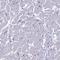 Myosin Binding Protein C, Fast Type antibody, HPA042991, Atlas Antibodies, Immunohistochemistry frozen image 